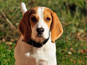 Preview wallpaper beagle, dog, muzzle, collar