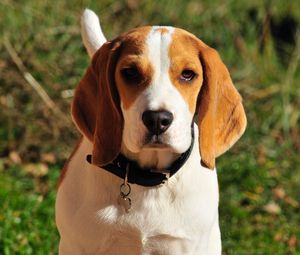 Preview wallpaper beagle, dog, muzzle, collar