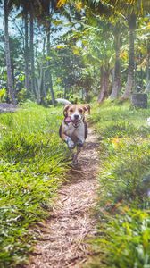 Preview wallpaper beagle, dog, running, path, grass