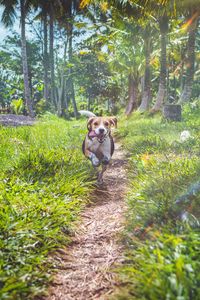 Preview wallpaper beagle, dog, running, path, grass