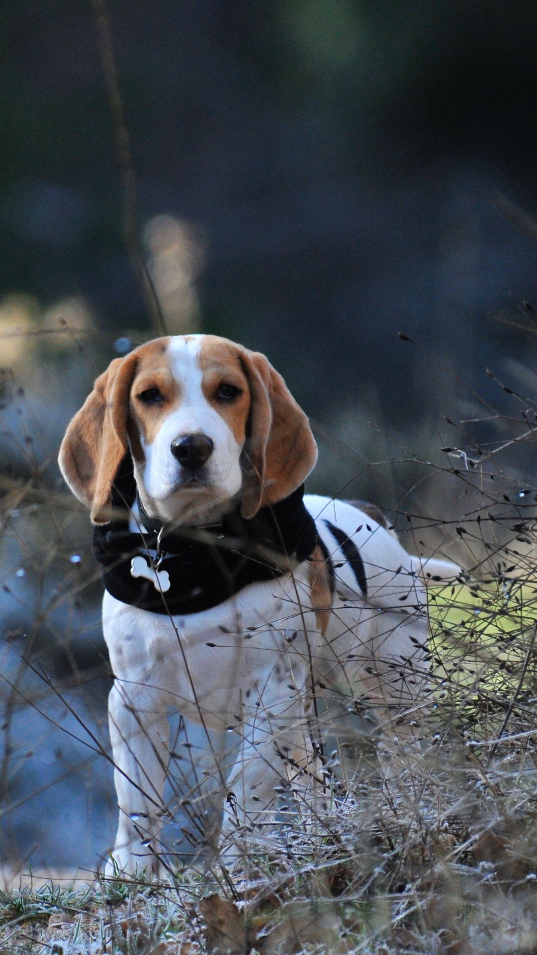 Beagle: Chú chó Beagle là một trong những giống chó thân thiện và đáng yêu nhất. Hình ảnh của chú chó này khiến chúng ta thích thú và cảm thấy vui vẻ. Hãy xem hình ảnh của chú chó Beagle để được chìm đắm trong vẻ đẹp ngọt ngào của một chú chó đáng yêu.