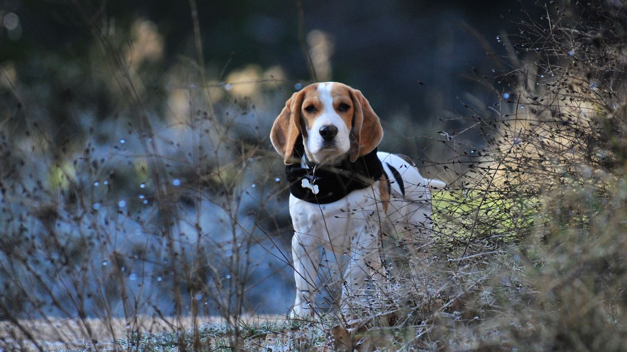 Wallpaper beagle, dog, walk