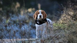 Preview wallpaper beagle, dog, walk