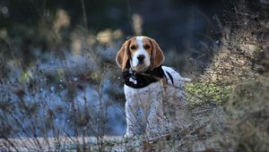 Preview wallpaper beagle, dog, walk