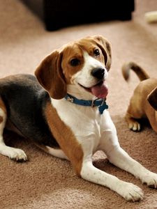 Preview wallpaper beagle, puppies, couple, sit, waiting, dogs