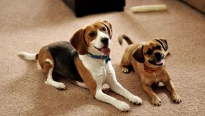 Preview wallpaper beagle, puppies, couple, sit, waiting, dogs