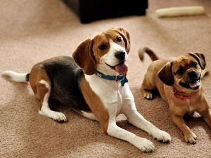 Preview wallpaper beagle, puppies, couple, sit, waiting, dogs