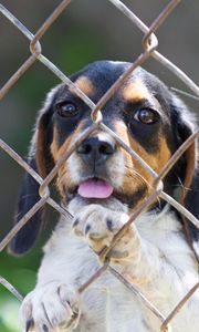 Preview wallpaper beagle, puppy, dog, fence