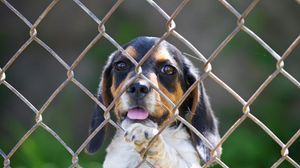 Preview wallpaper beagle, puppy, dog, fence