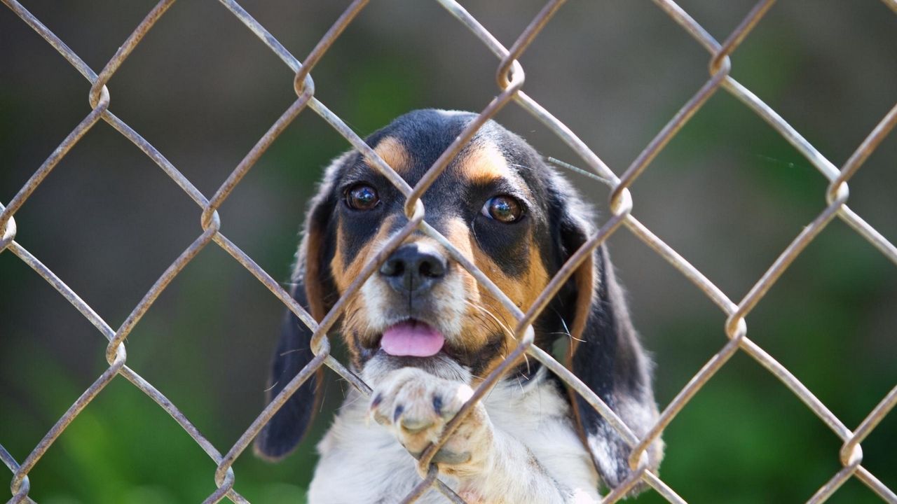 Wallpaper beagle, puppy, dog, fence hd, picture, image