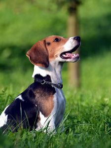 Preview wallpaper beagle, puppy, grass, dog collar, waiting