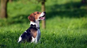 Preview wallpaper beagle, puppy, grass, dog collar, waiting