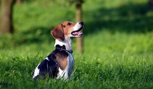 Preview wallpaper beagle, puppy, grass, dog collar, waiting