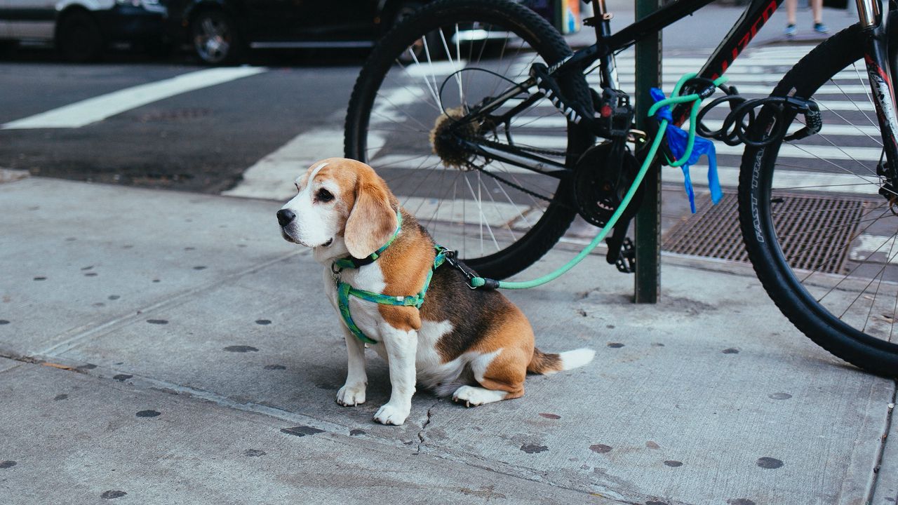 Wallpaper beagle, puppy, sitting, leash