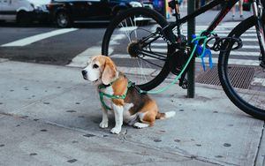 Preview wallpaper beagle, puppy, sitting, leash