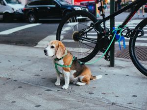 Preview wallpaper beagle, puppy, sitting, leash