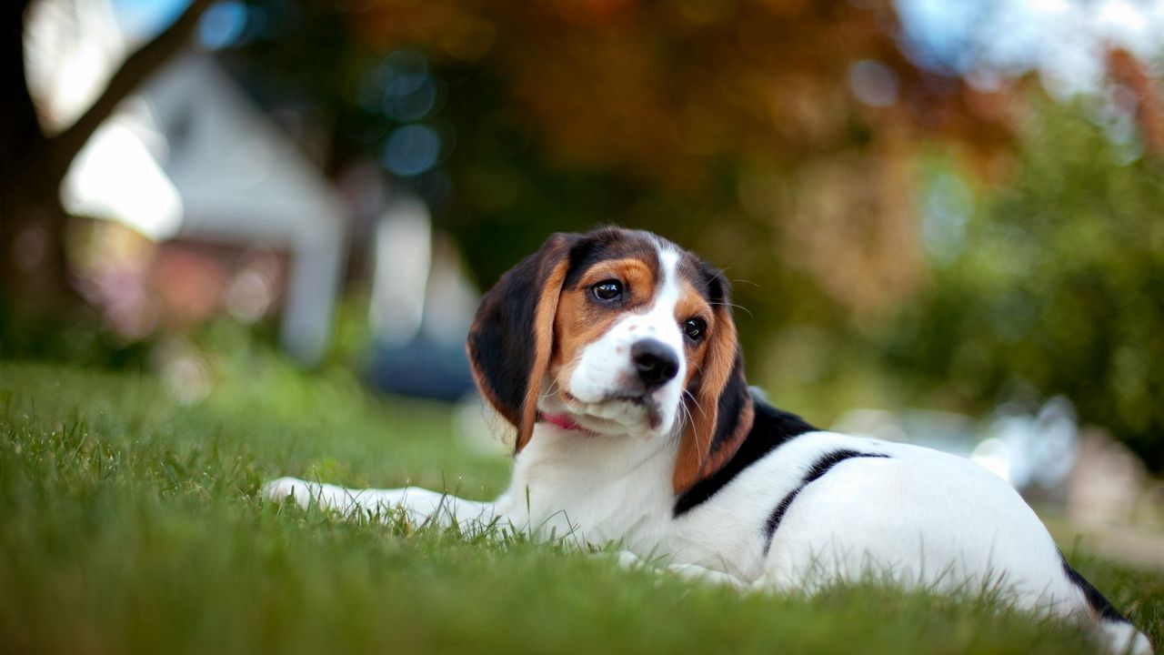 Wallpaper beagle, puppy, snout, grass