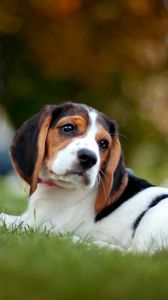 Preview wallpaper beagle, puppy, snout, grass