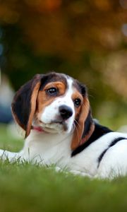 Preview wallpaper beagle, puppy, snout, grass