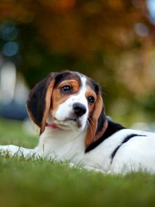 Preview wallpaper beagle, puppy, snout, grass