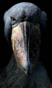 Preview wallpaper beak, feathers, bird, eyes