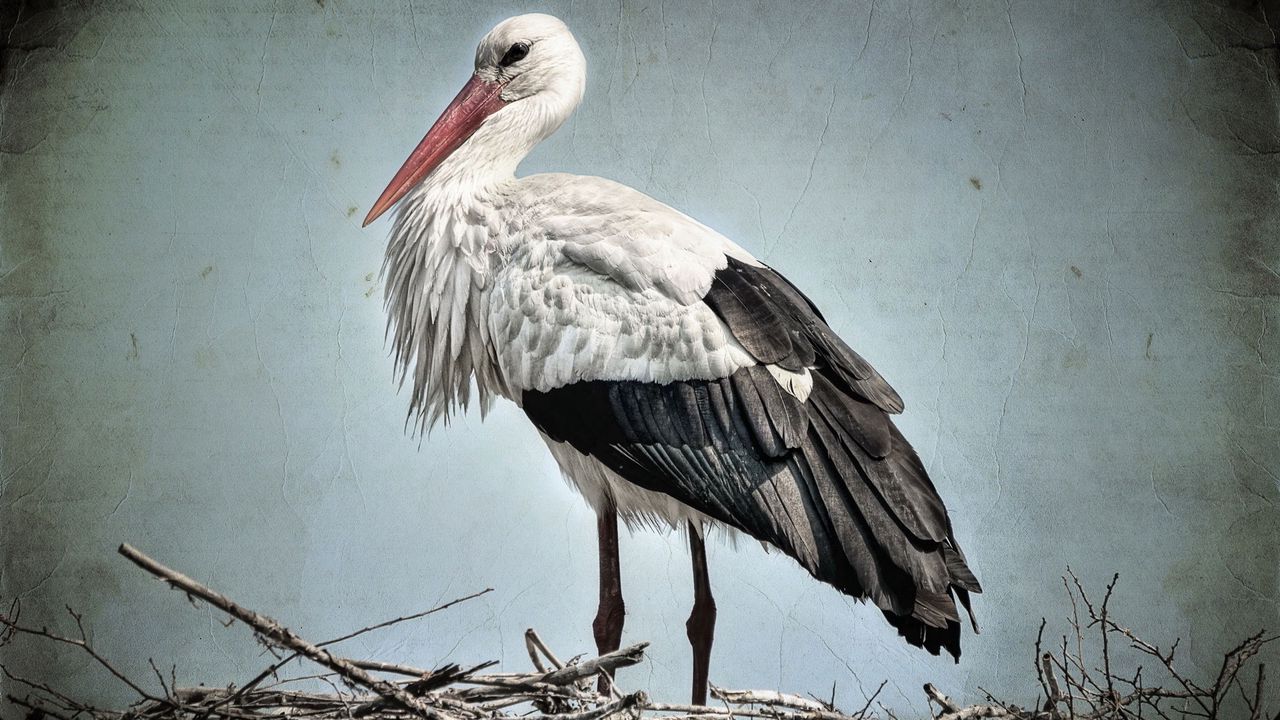 Wallpaper beak, feathers, branches, stork nest