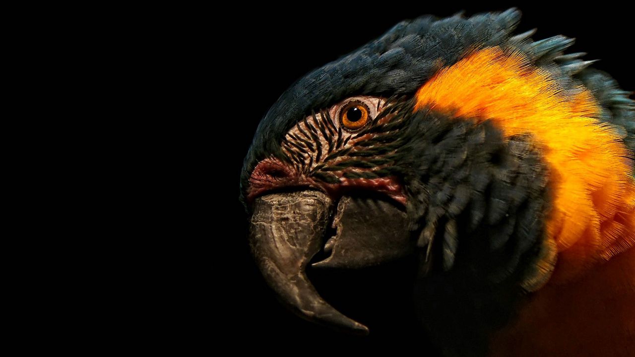 Wallpaper beak, feathers, parrot, close-up, head