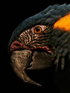 Preview wallpaper beak, feathers, parrot, close-up, head