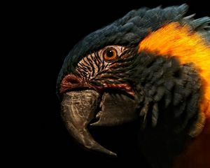 Preview wallpaper beak, feathers, parrot, close-up, head