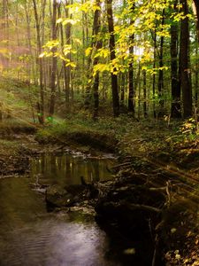 Preview wallpaper beams, sun, light, trees, wood, modulations