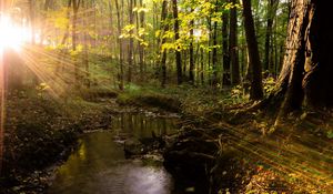 Preview wallpaper beams, sun, light, trees, wood, modulations