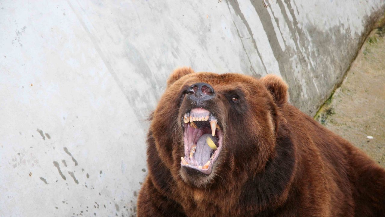 Wallpaper bear, aggression, teeth, anger