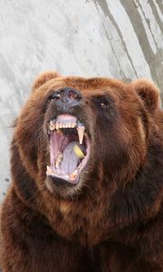 Preview wallpaper bear, aggression, teeth, anger