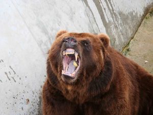 Preview wallpaper bear, aggression, teeth, anger