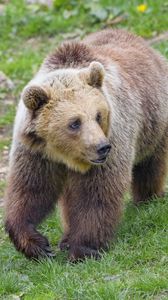 Preview wallpaper bear, animal, glance, wildlife