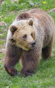 Preview wallpaper bear, animal, glance, wildlife