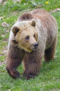 Preview wallpaper bear, animal, glance, wildlife
