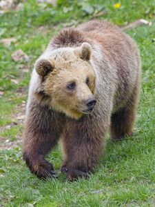 Preview wallpaper bear, animal, glance, wildlife