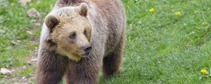 Preview wallpaper bear, animal, glance, wildlife