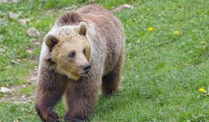 Preview wallpaper bear, animal, glance, wildlife