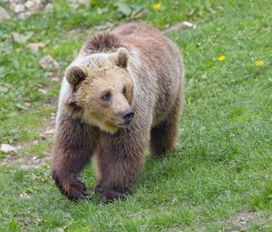 Preview wallpaper bear, animal, glance, wildlife
