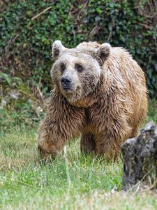 Preview wallpaper bear, animal, grass, wildlife