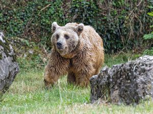 Preview wallpaper bear, animal, grass, wildlife