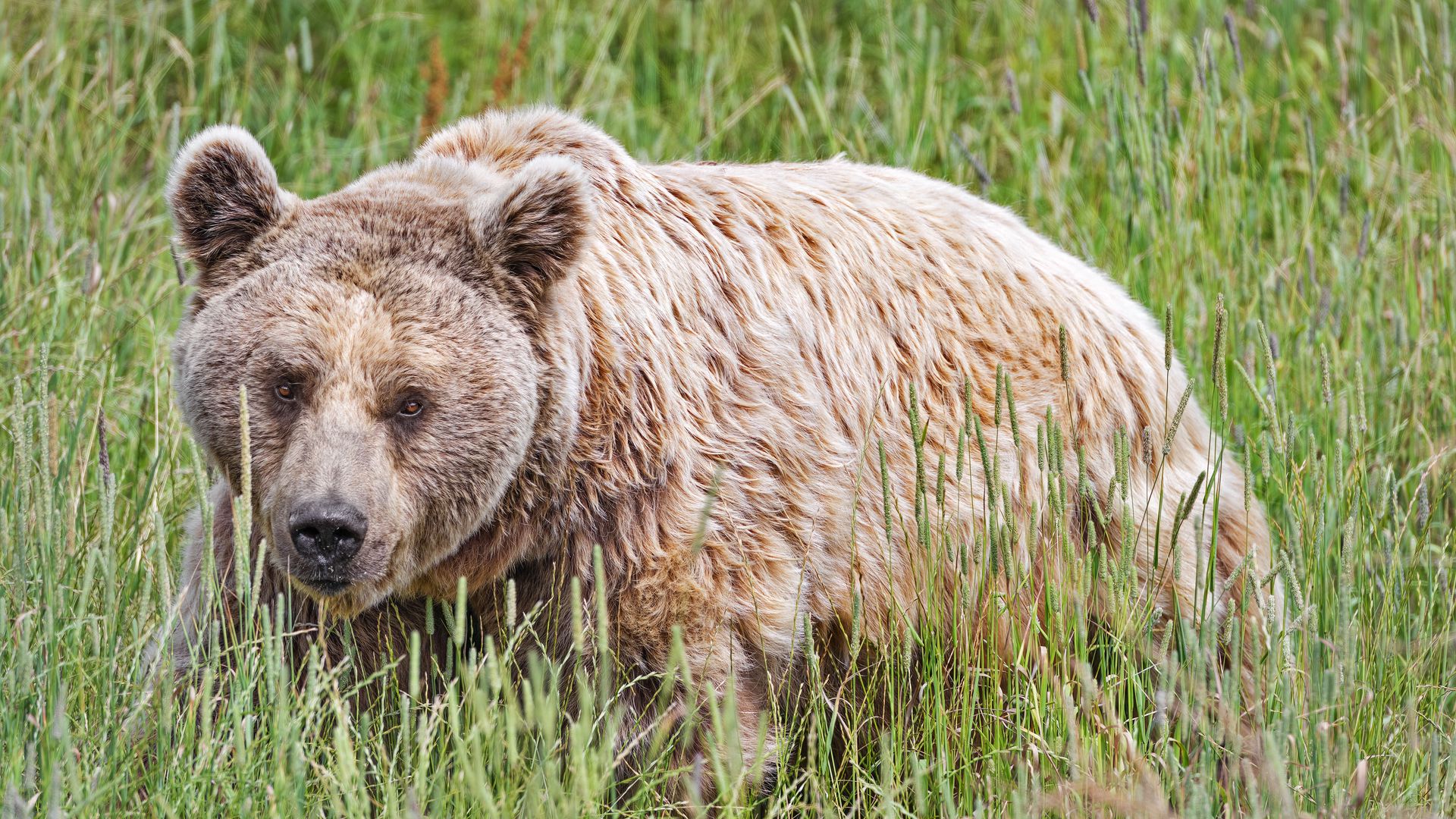 Download wallpaper 1920x1080 bear, animal, grass, wild full hd, hdtv ...