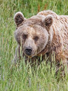 Preview wallpaper bear, animal, grass, wild