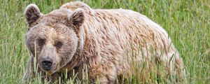 Preview wallpaper bear, animal, grass, wild