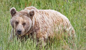 Preview wallpaper bear, animal, grass, wild