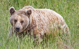 Preview wallpaper bear, animal, grass, wild