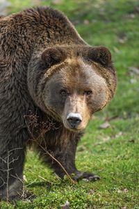 Preview wallpaper bear, animal, head, wild, grass