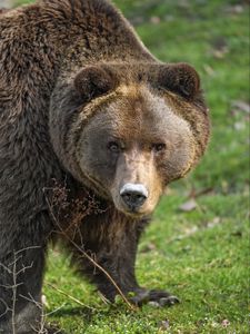 Preview wallpaper bear, animal, head, wild, grass
